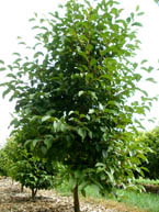 Japanese Stewartia